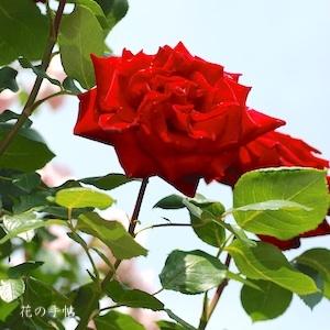 バラ　つる ヘルツ アス（Herz Ass Cl.）｜花の手帖のバラ図鑑