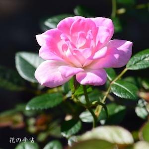 バラ　ヒメ（姫）｜花の手帖のバラ図鑑