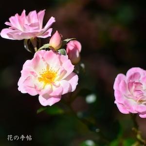 バラ　ヒメ（姫）｜花の手帖のバラ図鑑
