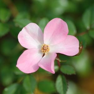 バラ　ヒナアラレ｜花の手帖のバラ図鑑