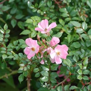 バラ　ヒナアラレ｜花の手帖のバラ図鑑