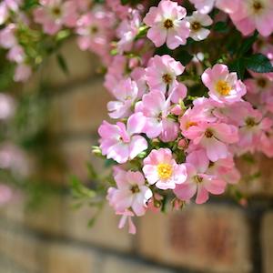 バラ　ヒナアラレ｜花の手帖のバラ図鑑