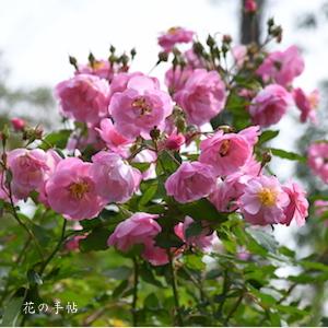 バラ　｜花の手帖のバラ図鑑