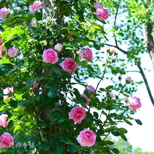 バラ　つる ヒストリー（History, Cl.）｜花の手帖のバラ図鑑