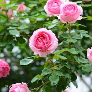 バラ　つる ヒストリー（History, Cl.）｜花の手帖のバラ図鑑