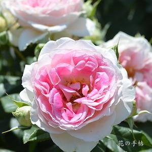 バラ　ホリデーアイランドピオニー｜花の手帖のバラ図鑑
