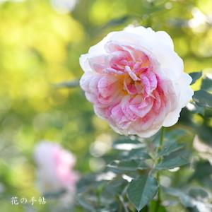 バラ　ホリデーアイランドピオニー｜花の手帖のバラ図鑑