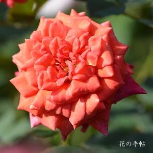 バラ　ホカゲ（火影）｜花の手帖のバラ図鑑