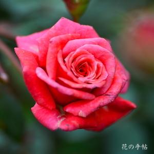 バラ　ホカゲ（火影）｜花の手帖のバラ図鑑