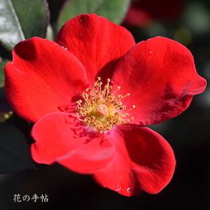 バラ　ホームラン（Home Run）｜花の手帖のバラ図鑑