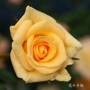 バラ　ホームタウナーズ｜花の手帖のバラ図鑑