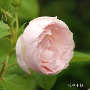 バラ　｜花の手帖のバラ図鑑