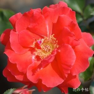 バラ　ホノオノナミ（焔の波）｜花の手帖のバラ図鑑