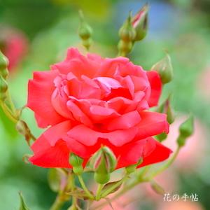 バラ　ホノオノナミ（焔の波）｜花の手帖のバラ図鑑