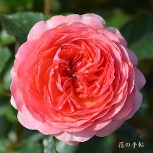 バラ　ホープス アンド ドリームス｜花の手帖のバラ図鑑