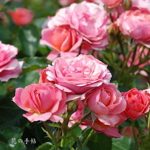 バラ　ホープス アンド ドリームス｜花の手帖のバラ図鑑