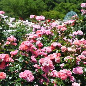 バラ　ホープス アンド ドリームス｜花の手帖のバラ図鑑