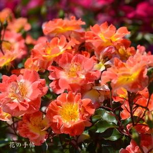 バラ　ホットファイヤー｜花の手帖のバラ図鑑