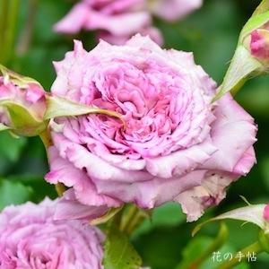 バラ　ホウギョク（宝玉）｜花の手帖のバラ図鑑