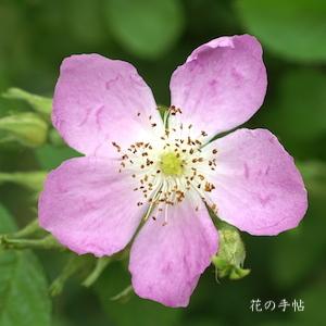 バラ　ホウショウハマナス｜花の手帖のバラ図鑑