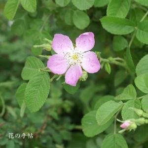 バラ　ホウショウハマナス｜花の手帖のバラ図鑑