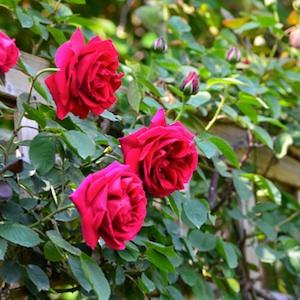 バラ　つる ヒュー ディクソン（Hugh Dickson, Cl.）｜花の手帖のバラ図鑑 ヒュー ディクソン（Hugh Dickson, Cl.）バラ　｜花の手帖のバラ図鑑