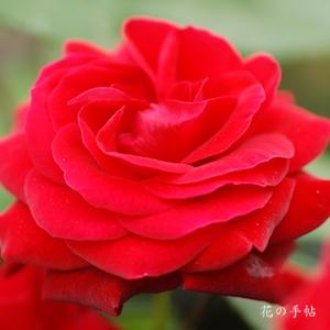 バラ　ヒューマニティー｜花の手帖のバラ図鑑