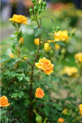 バラ　｜花の手帖のバラ図鑑