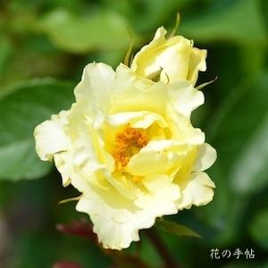 バラ　｜花の手帖のバラ図鑑