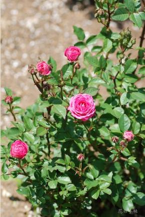 バラ　インディアン メイアンディナ（Indian Meillandina）｜花の手帖のバラ図鑑