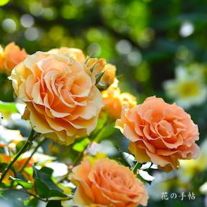 バラ　インドラ｜花の手帖のバラ図鑑