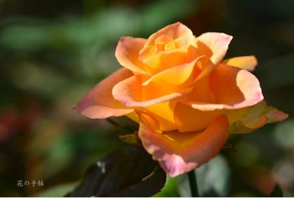 バラ　インカ（ROSE　Inka）｜花の手帖のバラ図鑑