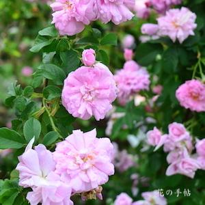 バラ　イスパハン（Ispahan）｜花の手帖のバラ図鑑