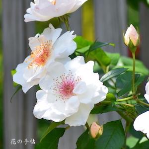 バラ　ジャクリーヌ デュ プレ（Jacqueline du pre）｜花の手帖のバラ図鑑