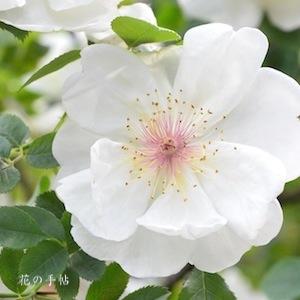 バラ　ジャクリーヌ デュ プレ（Jacqueline du pre）｜花の手帖のバラ図鑑