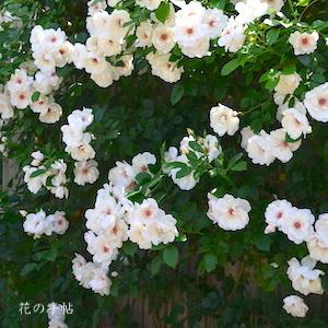 バラ　ジャクリーヌ デュ プレ（Jacqueline du pre）｜花の手帖のバラ図鑑