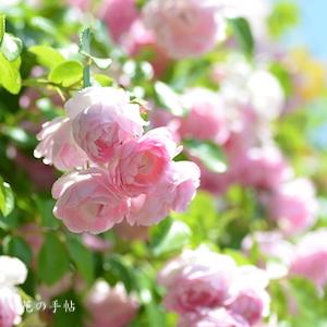 バラ　ジャスミーナ（Jasmina）｜花の手帖のバラ図鑑