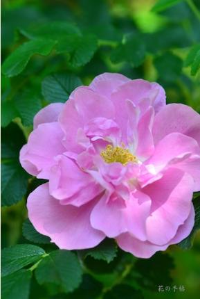 バラ　イェンス ムンク（Jens Munk）｜花の手帖のバラ図鑑