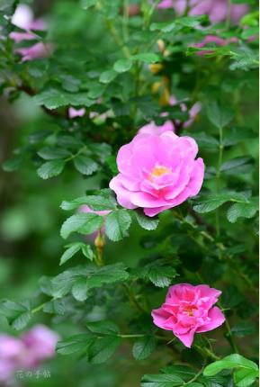 バラ　イェンス ムンク（Jens Munk）｜花の手帖のバラ図鑑