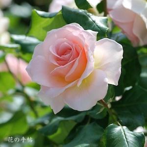 バラ　ヨハン シュトラウス（Johann Strauss）｜花の手帖のバラ図鑑