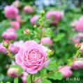 バラ　ジュビリーセレブレーション