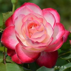 バラ　ジュビレ デュ プリンス ドゥ モナコ（Jubile du Prince de Monaco）｜花の手帖のバラ図鑑