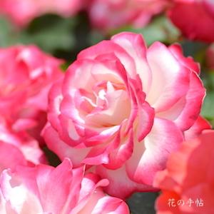 バラ　ジュビレ デュ プリンス ドゥ モナコ（Jubile du Prince de Monaco）｜花の手帖のバラ図鑑