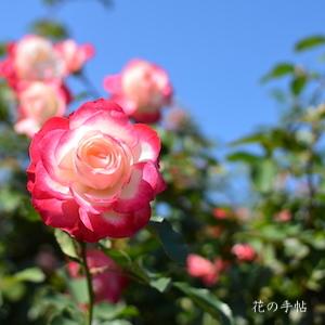 バラ　ジュビレ デュ プリンス ドゥ モナコ（Jubile du Prince de Monaco）｜花の手帖のバラ図鑑