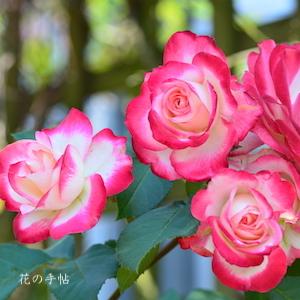 バラ　ジュビレ デュ プリンス ドゥ モナコ（Jubile du Prince de Monaco）｜花の手帖のバラ図鑑