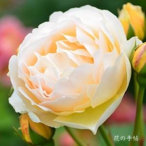 バラ　ジュード ジ オブスキュア（Jude The Obscure）｜花の手帖のバラ図鑑