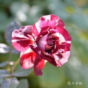 バラ　フリオイグレシアス｜花の手帖のバラ図鑑