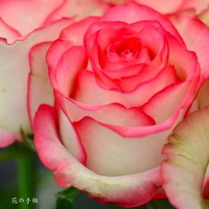 バラ　ジュミリア（Jumillia）｜花の手帖のバラ図鑑
