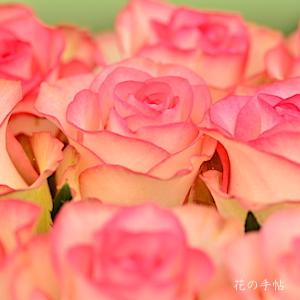 バラ　ジュミリア（Jumillia）｜花の手帖のバラ図鑑