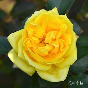 バラ　カグヤヒメ（かぐや姫）｜花の手帖のバラ図鑑